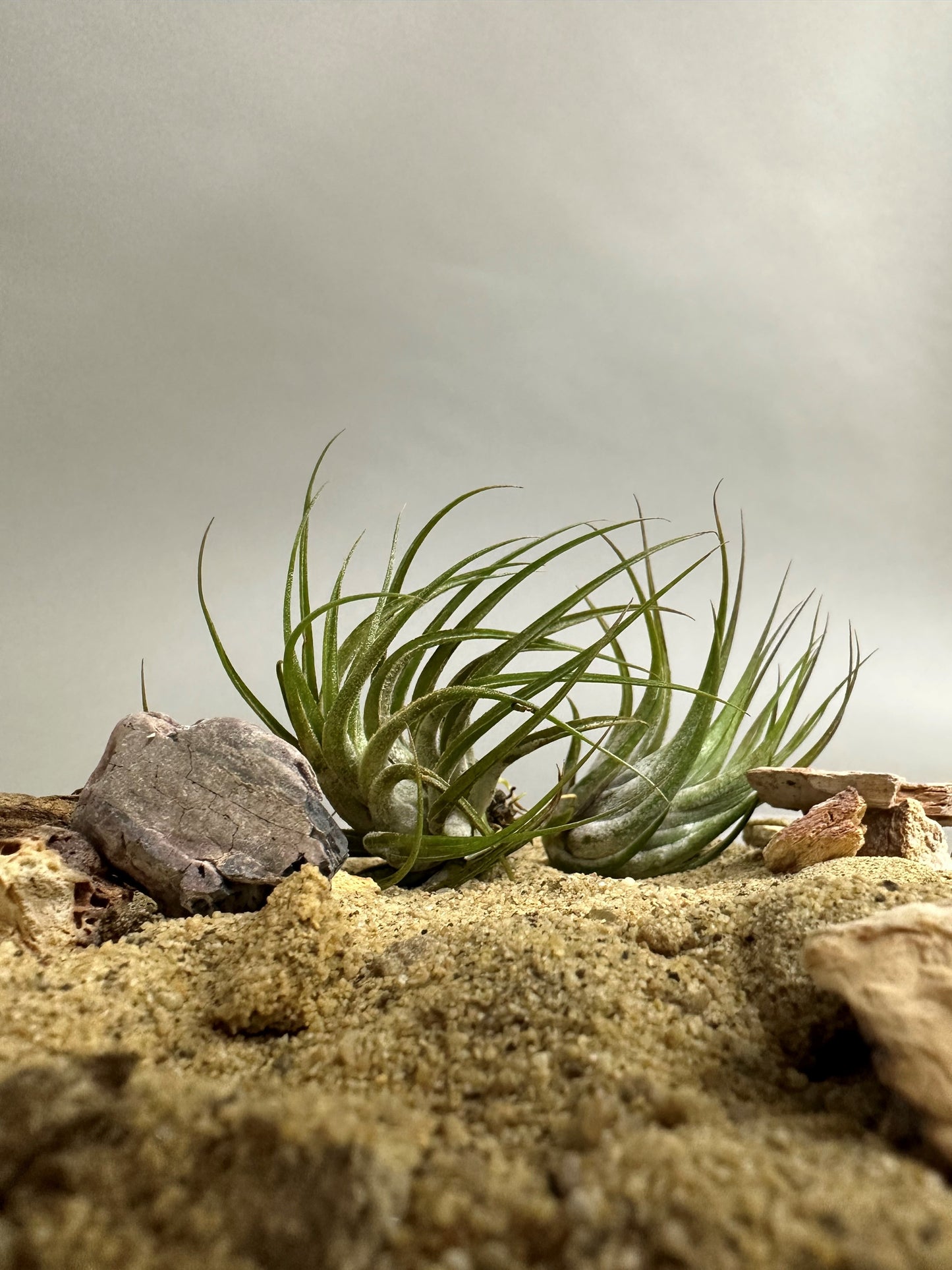 Tillandsia