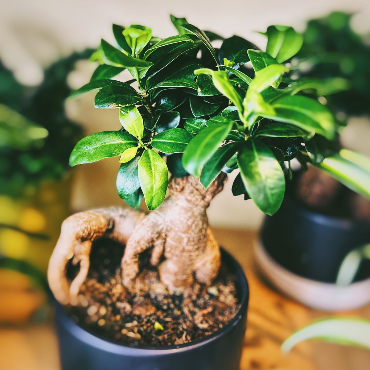 Ficus Microcarpa