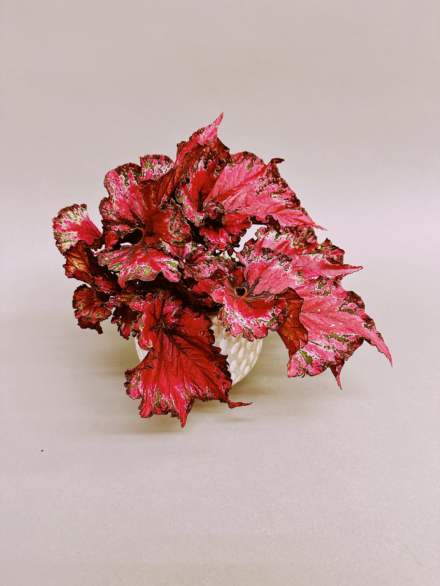 Begonia Rex