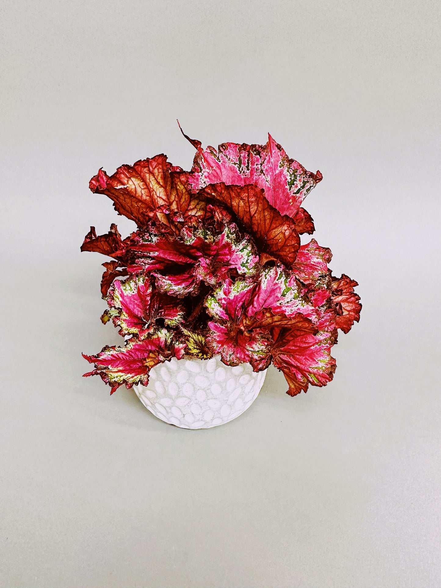 Begonia Rex