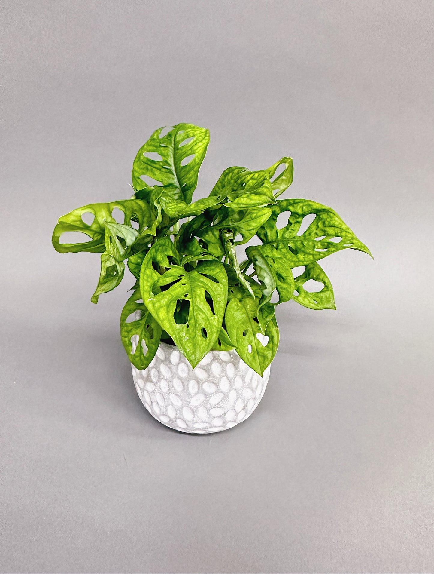 Philodendron Swiss Cheese