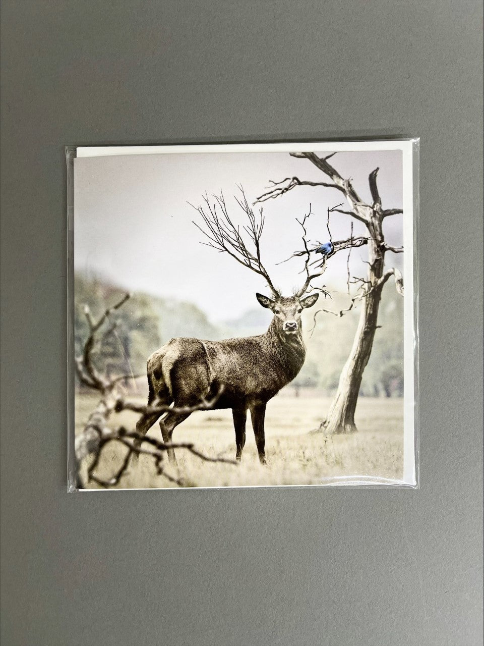 Carte de voeux SNL Gallery '' Sans texte'' | Wapiti en nature