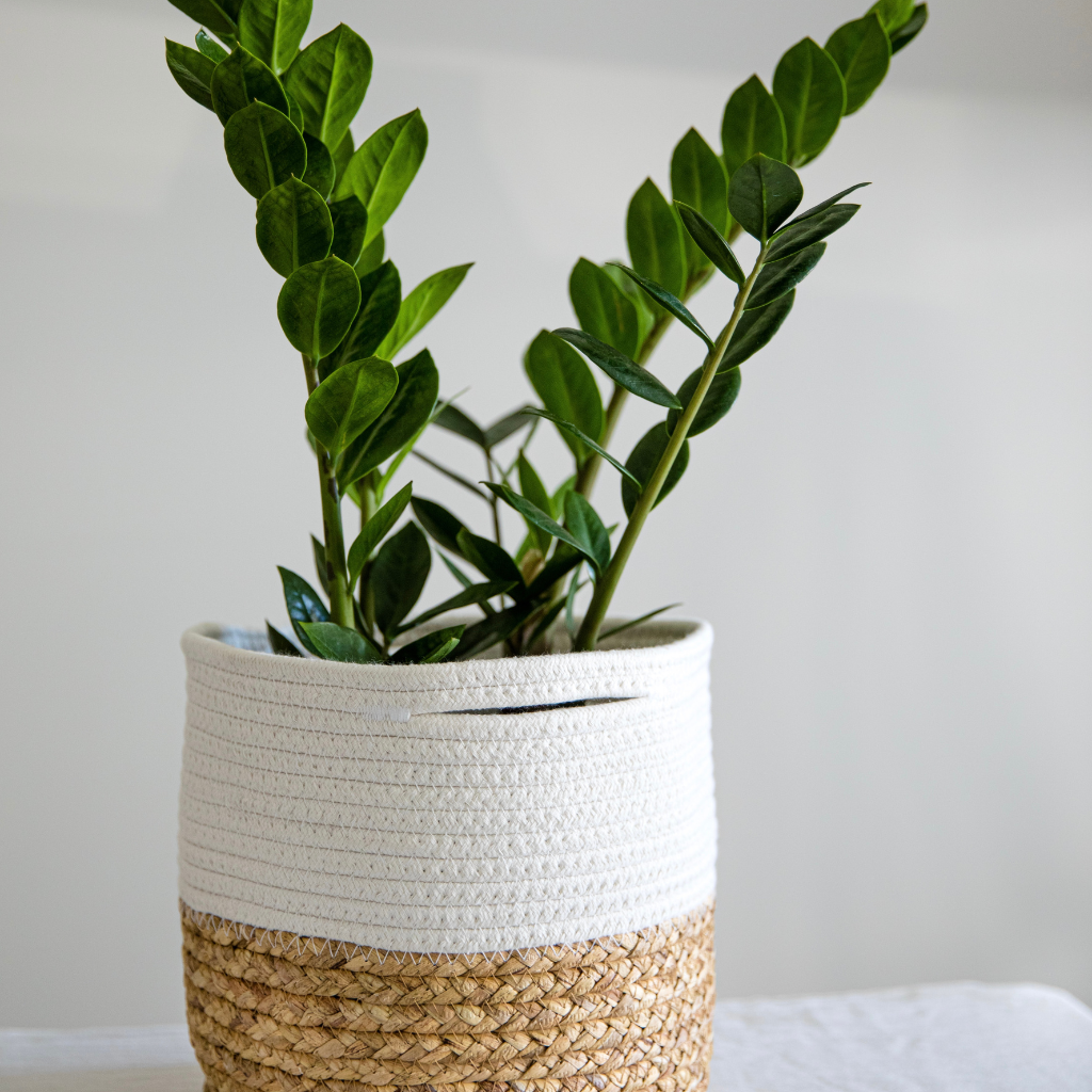 Zamioculcas