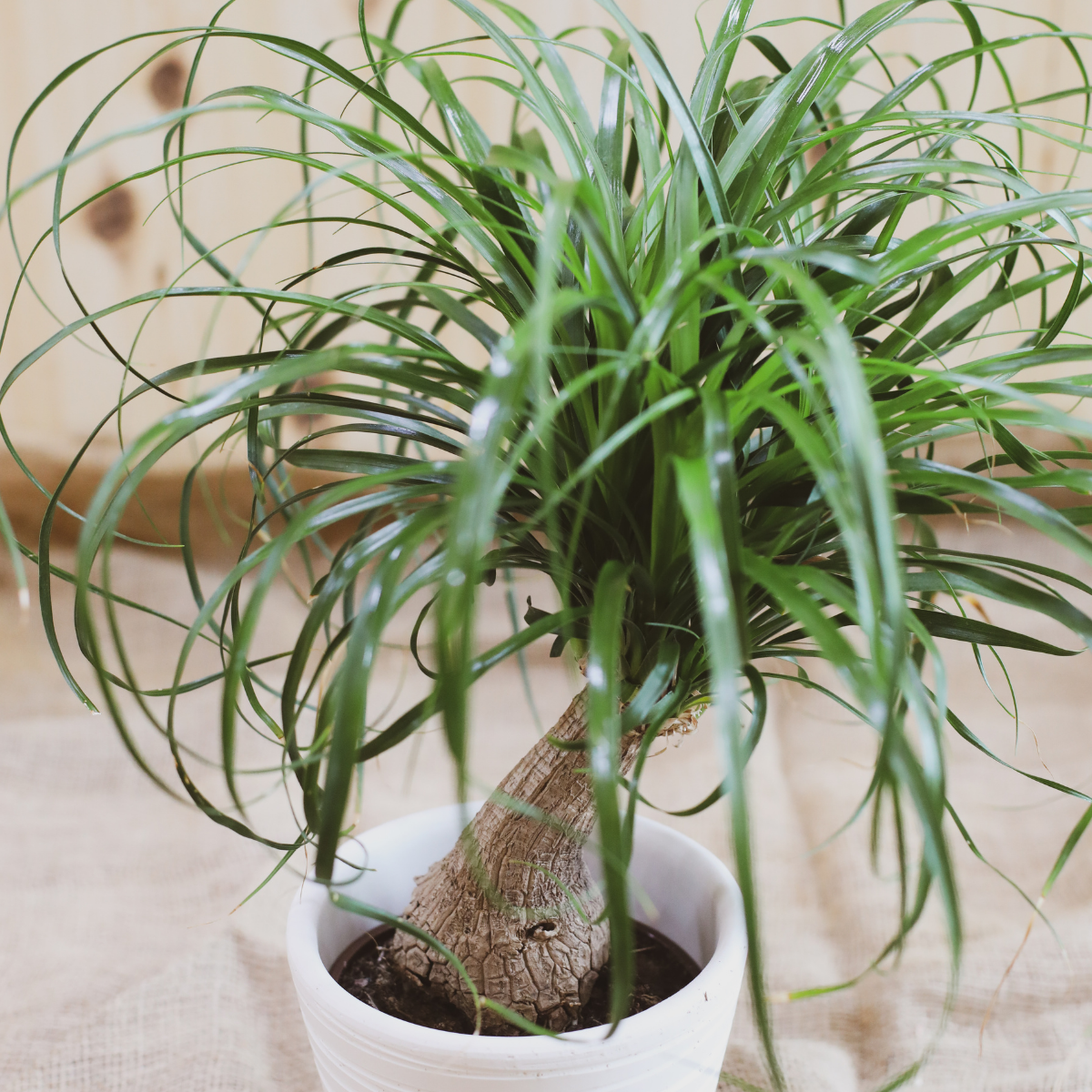 Beaucarnea
