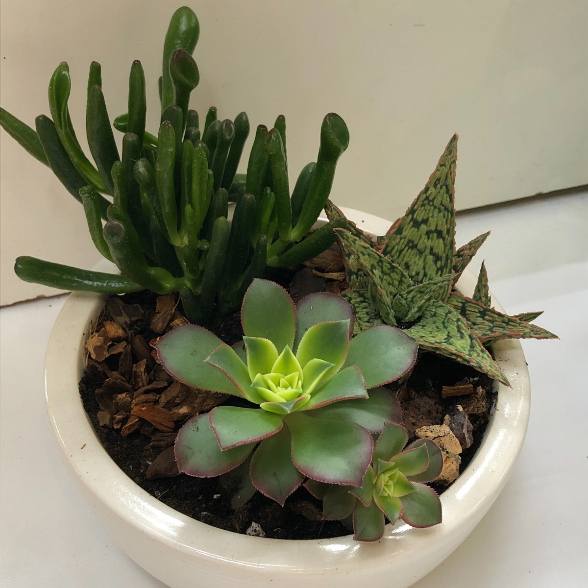 Jardin de succulente | JP0008