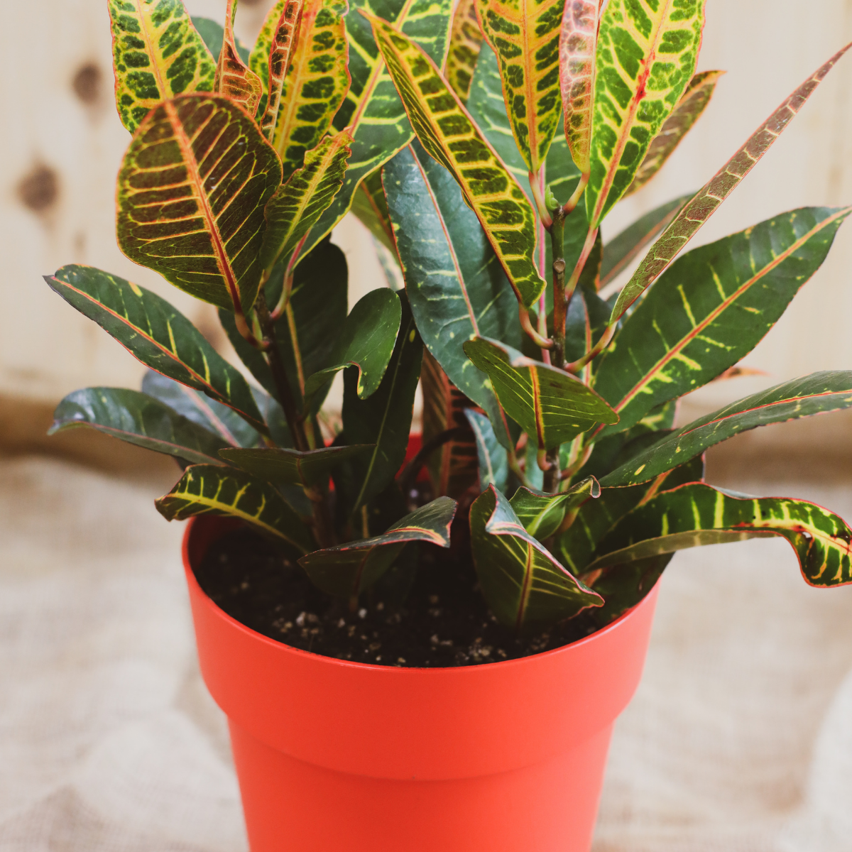 Croton