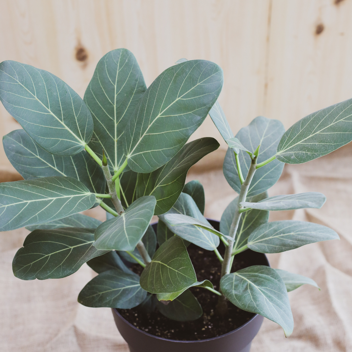 Ficus Audrey