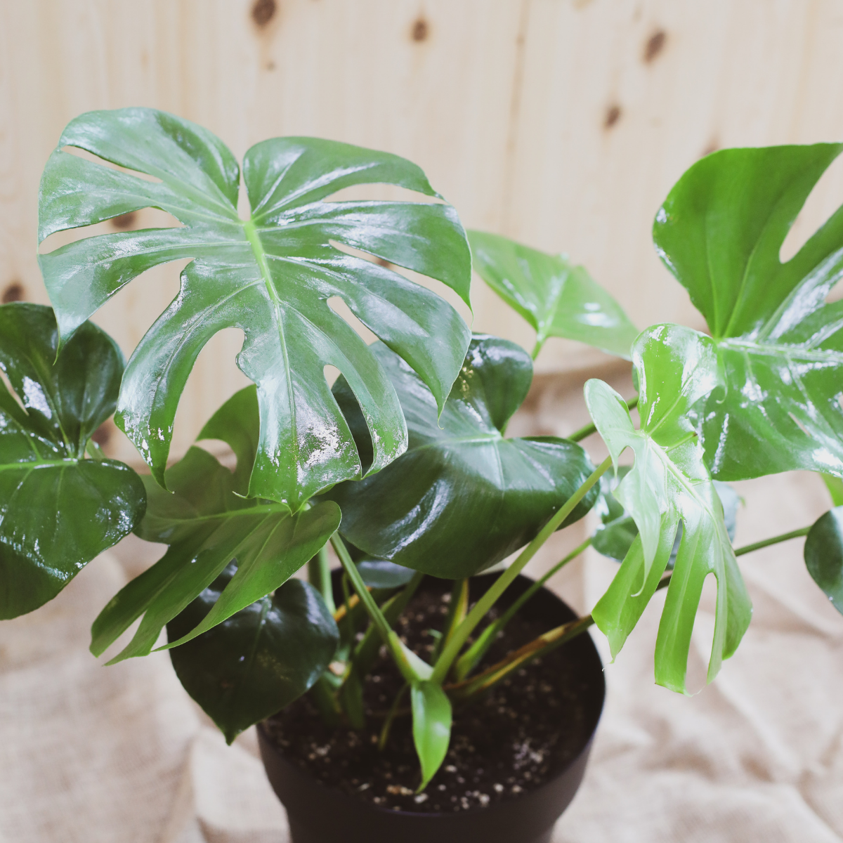Monstera