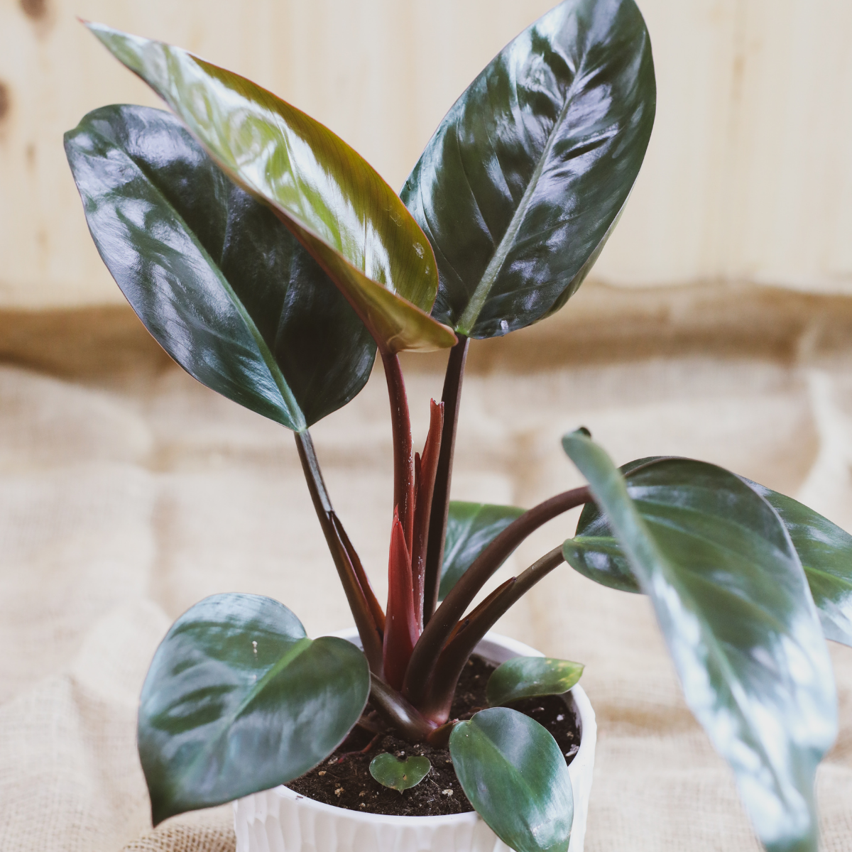Philodendron rouge