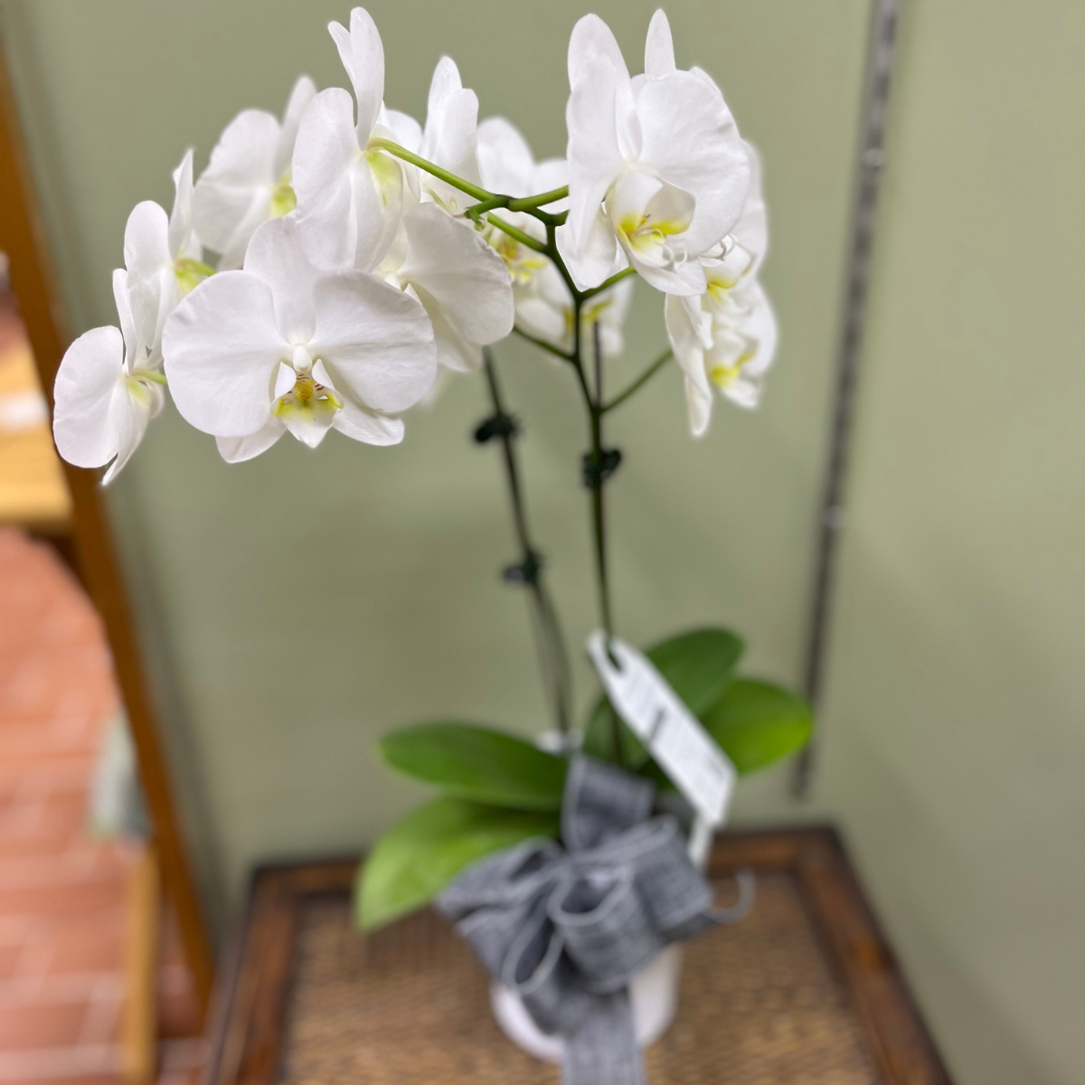 Orchidée