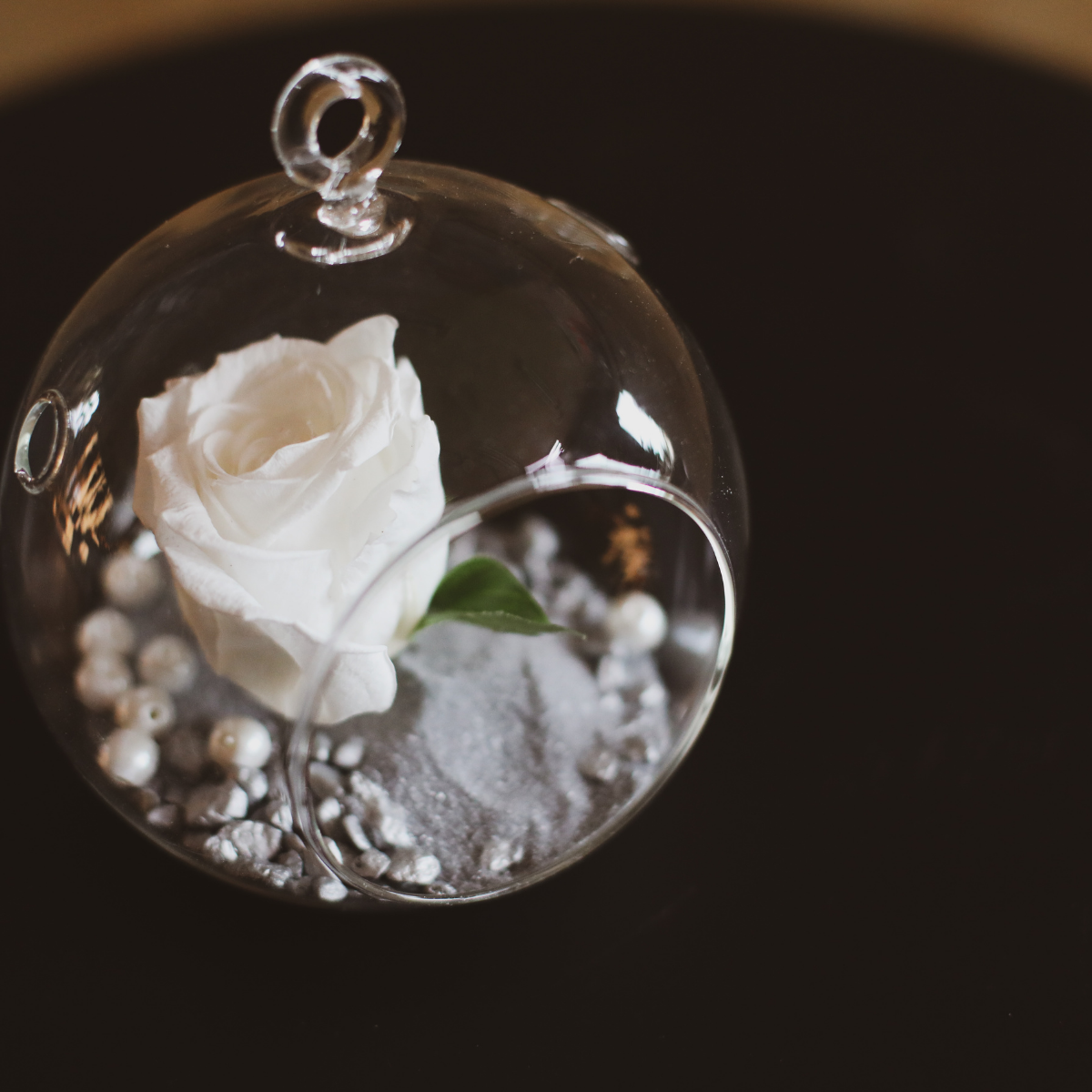 Rose Éternelle Blanche