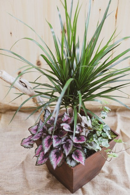 Jardin plante | JP0009