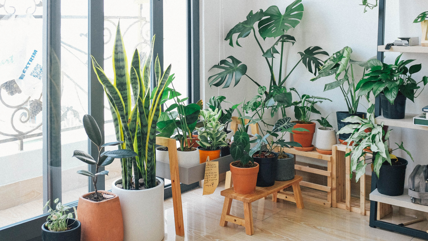 Plantes vertes