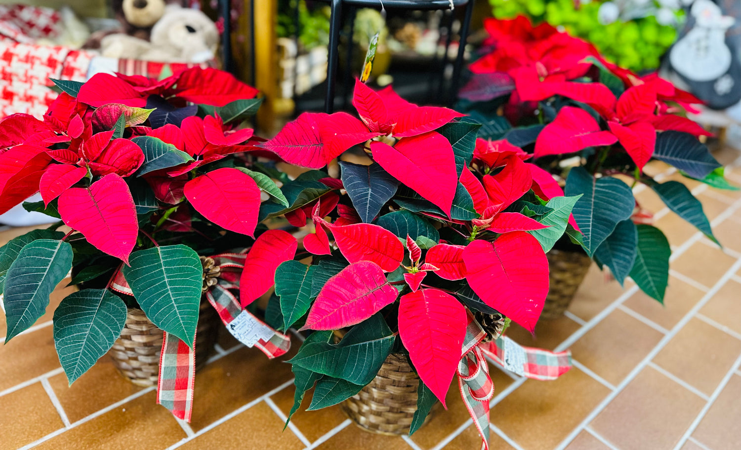 Plantes de Noël