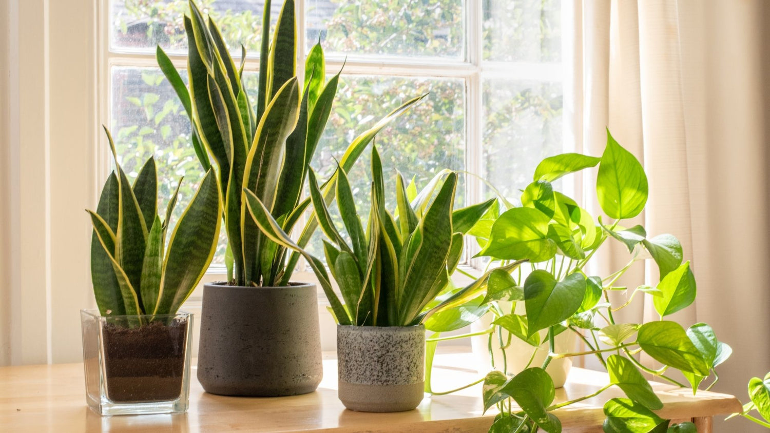 Plantes