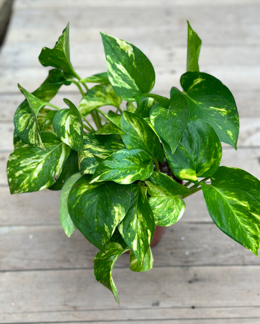 Pothos Hawaiian