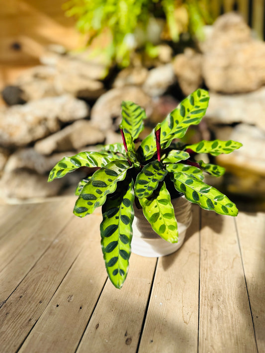 Calathea rattlesnake